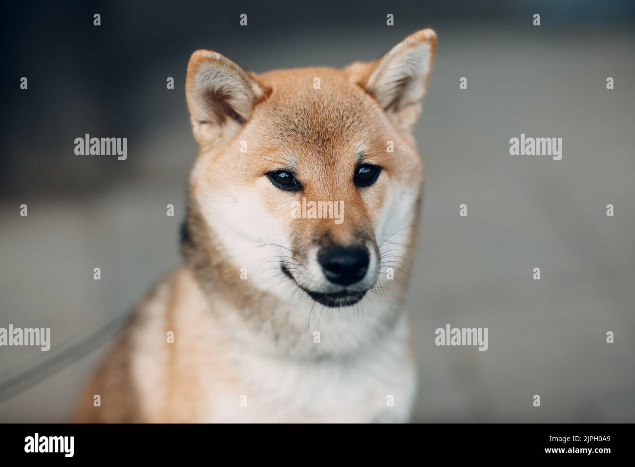 Shiba Inu PET giapponese cane nazionale outdoors ritratto Foto Stock