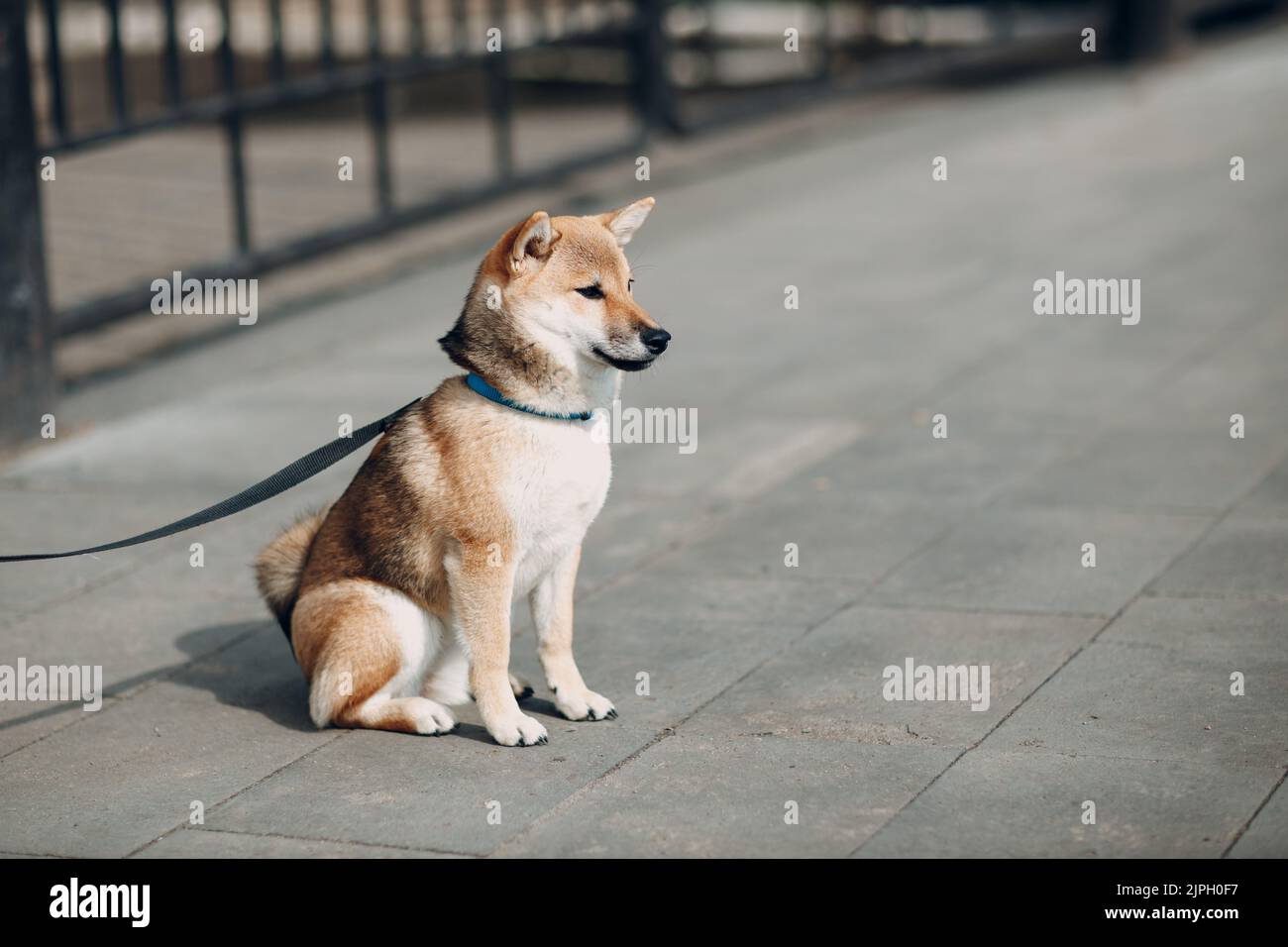 Shiba Inu animale domestico giapponese cane nazionale oudoors. Foto Stock