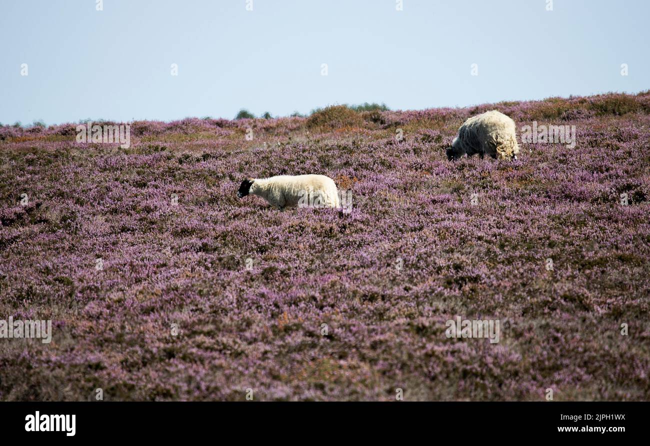 Un paio di grattuggiose pecore Swaledale pascolano nelle brughiere viola del North Yorkshire. Questa razza fu inizialmente allevata per sopravvivere in ambienti difficili Foto Stock