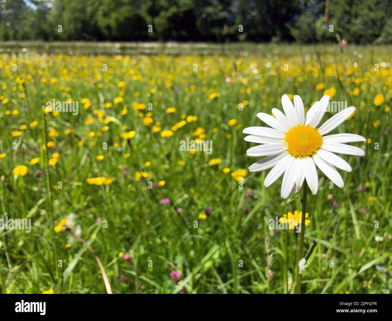 daisy, bellis perennis, margherite Foto Stock