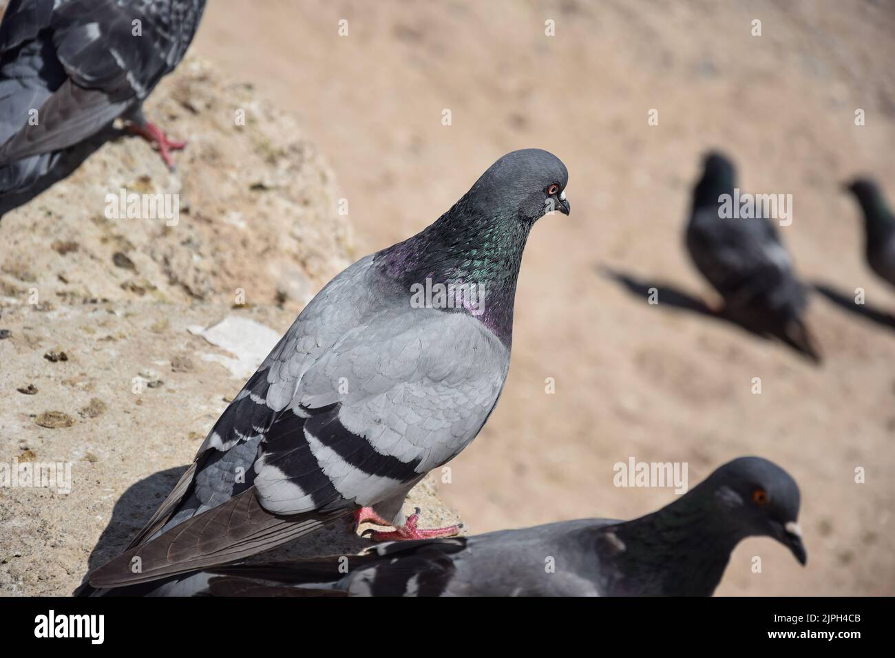 Piccioni nella città Turchia Foto Stock