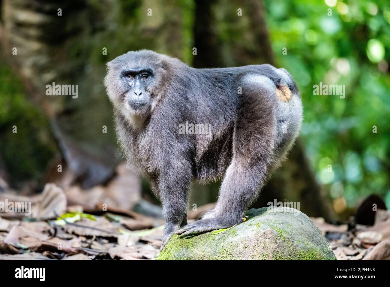 Un macaco endemico e minacciato Moor (Macaca maura) in natura. Parco Nazionale di Bantimurung Bulusaraung, Sulawesi, Indonesia. Foto Stock