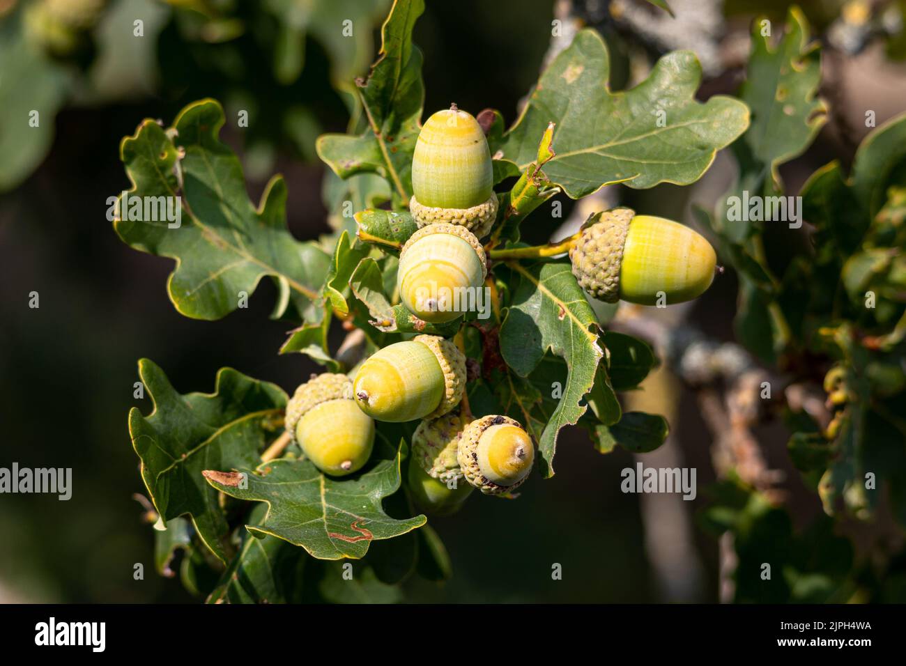 L'autunno si avvicina e gli acorni crescono di nuovo sulla quercia, foto scattata nella riserva naturale chiamata 'Balloërveld' Foto Stock