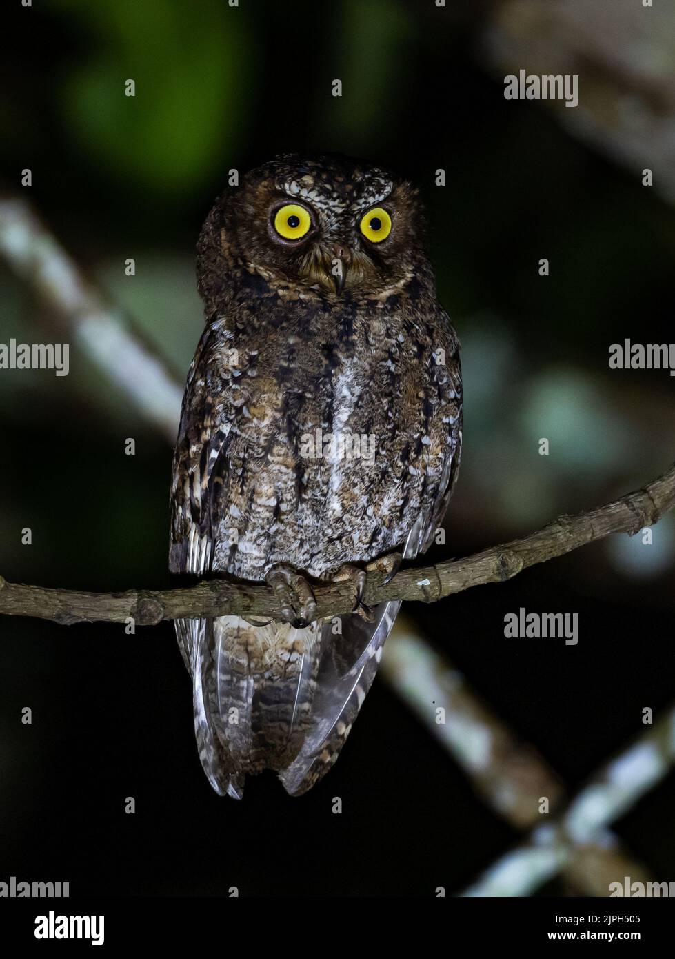Un Sulawesi Scops-Owl () arroccato ramo ona di notte. Sulawesi, Indonesia. Foto Stock