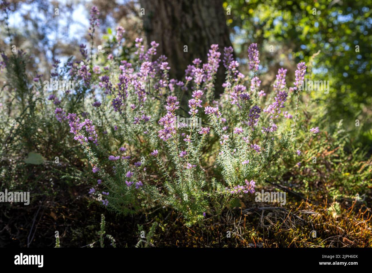 Heather in fiore, estate, Bovington Wood, Dorset, Regno Unito Foto Stock