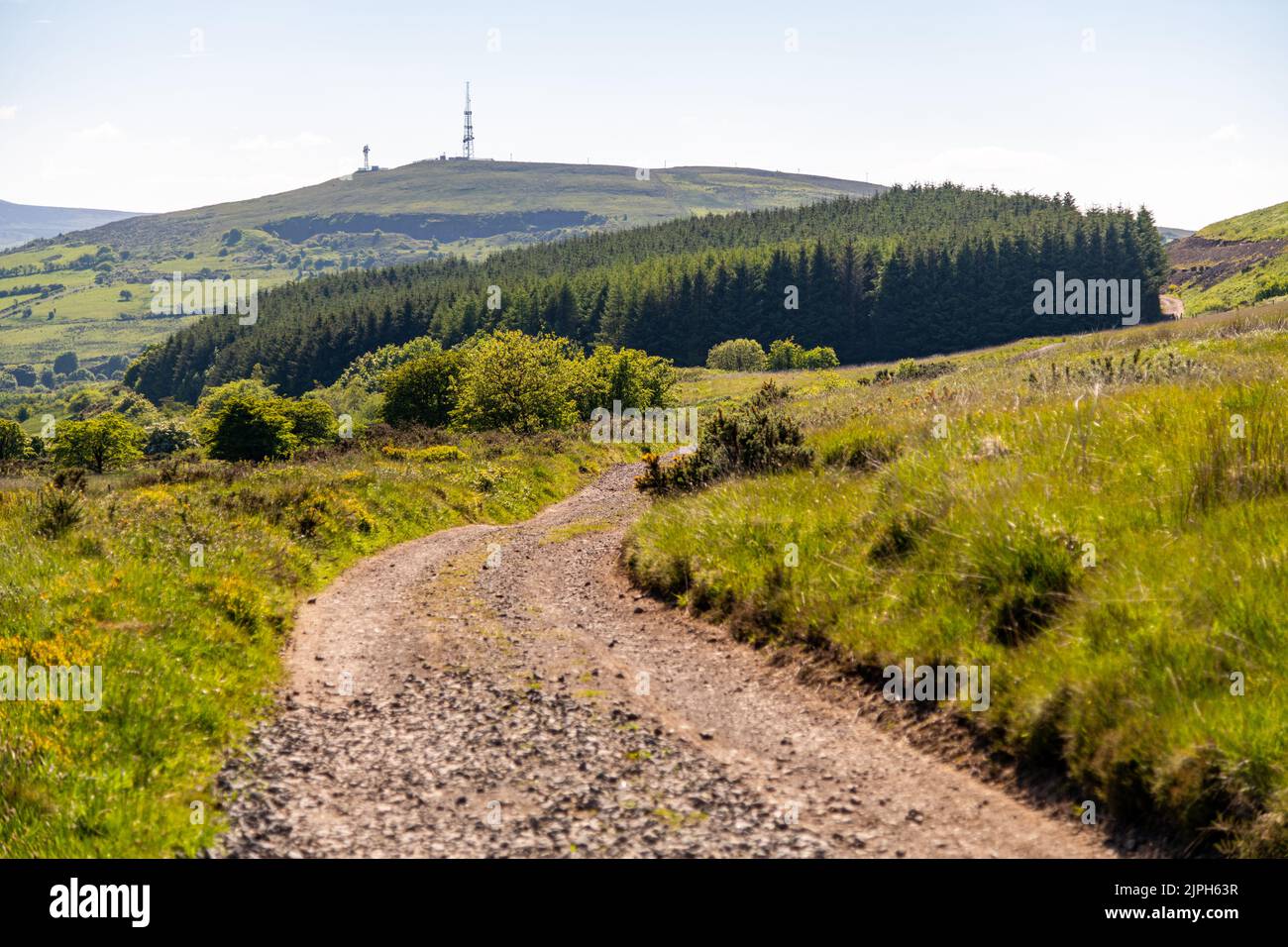 Una foresta artificiale a Cave Hill a Belfast, Irlanda del Nord Foto Stock