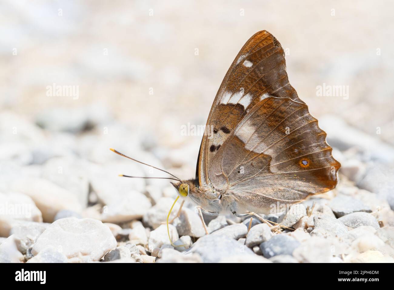 La farfalla dell'imperatore viola minore (Apatura ilia) prende i minerali dal suolo umido. Foto Stock