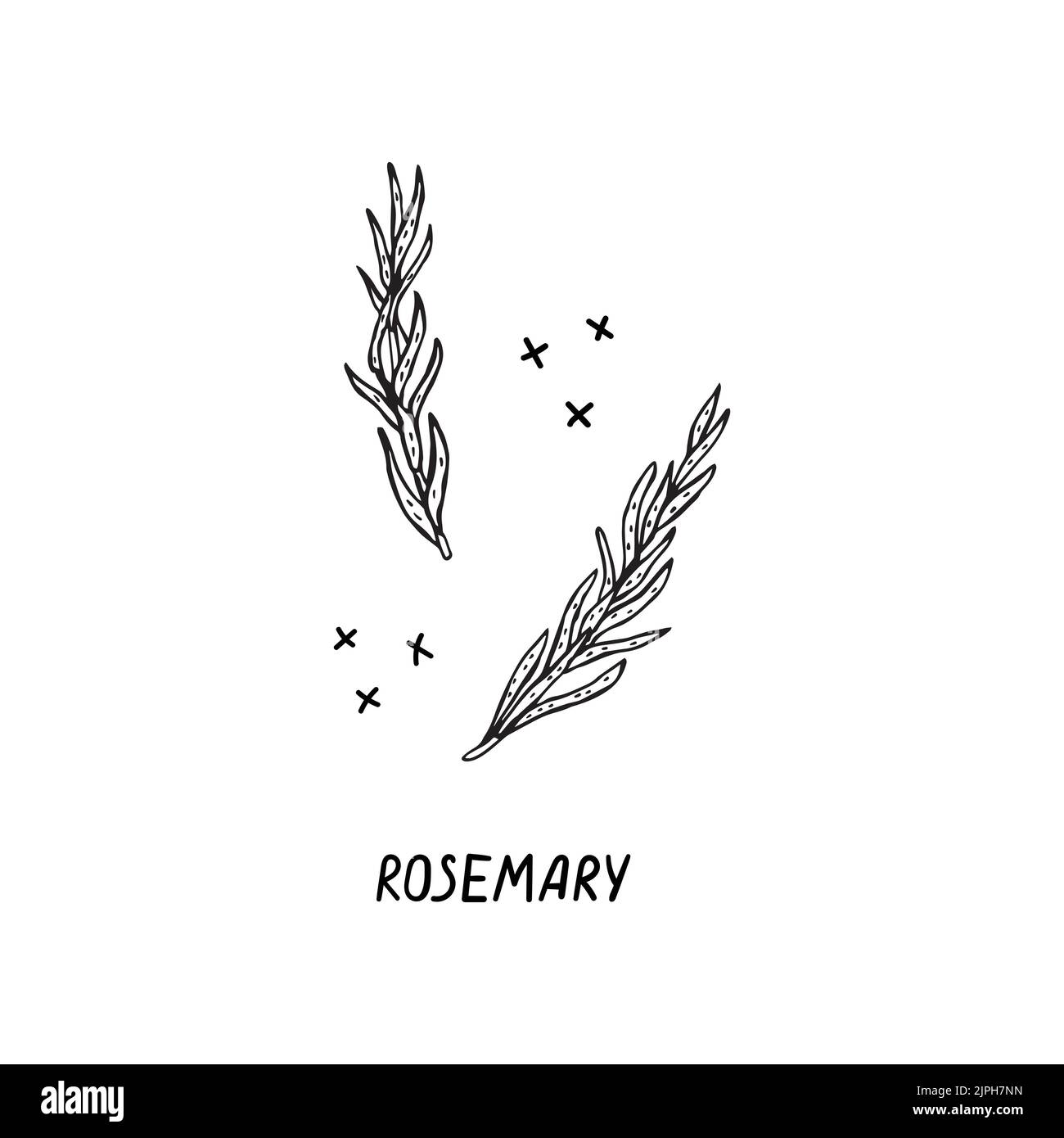 Disegno vettoriale a mano di un prodotto per la cucina italiana. Rosmarino Illustrazione Vettoriale