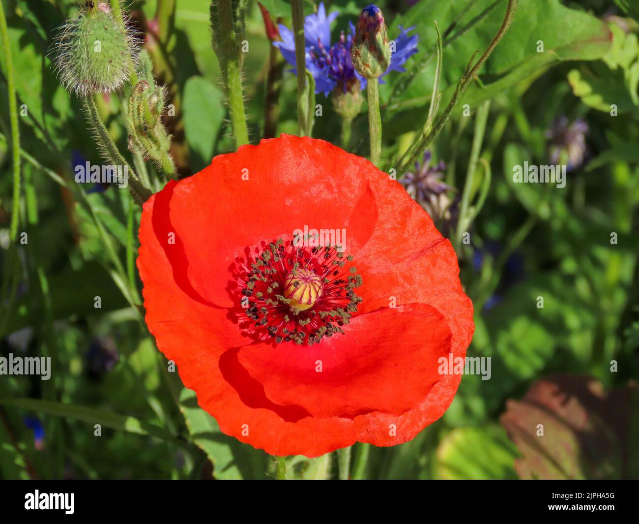 bellissimo papavero rosso brillante con fiori di mais blu vivido sullo sfondo Foto Stock