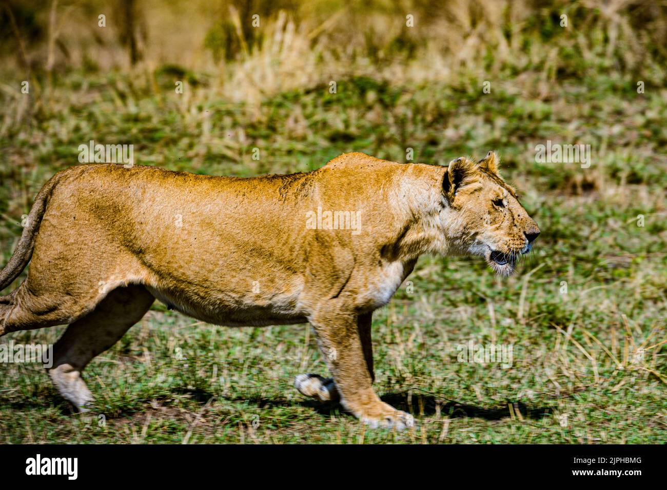 il leone è un grande gatto del genere Panthera, originario dell'Africa e dell'India. Ha un corpo muscoloso, ampio, una testa corta e arrotondata; orecchie rotonde; e. Foto Stock