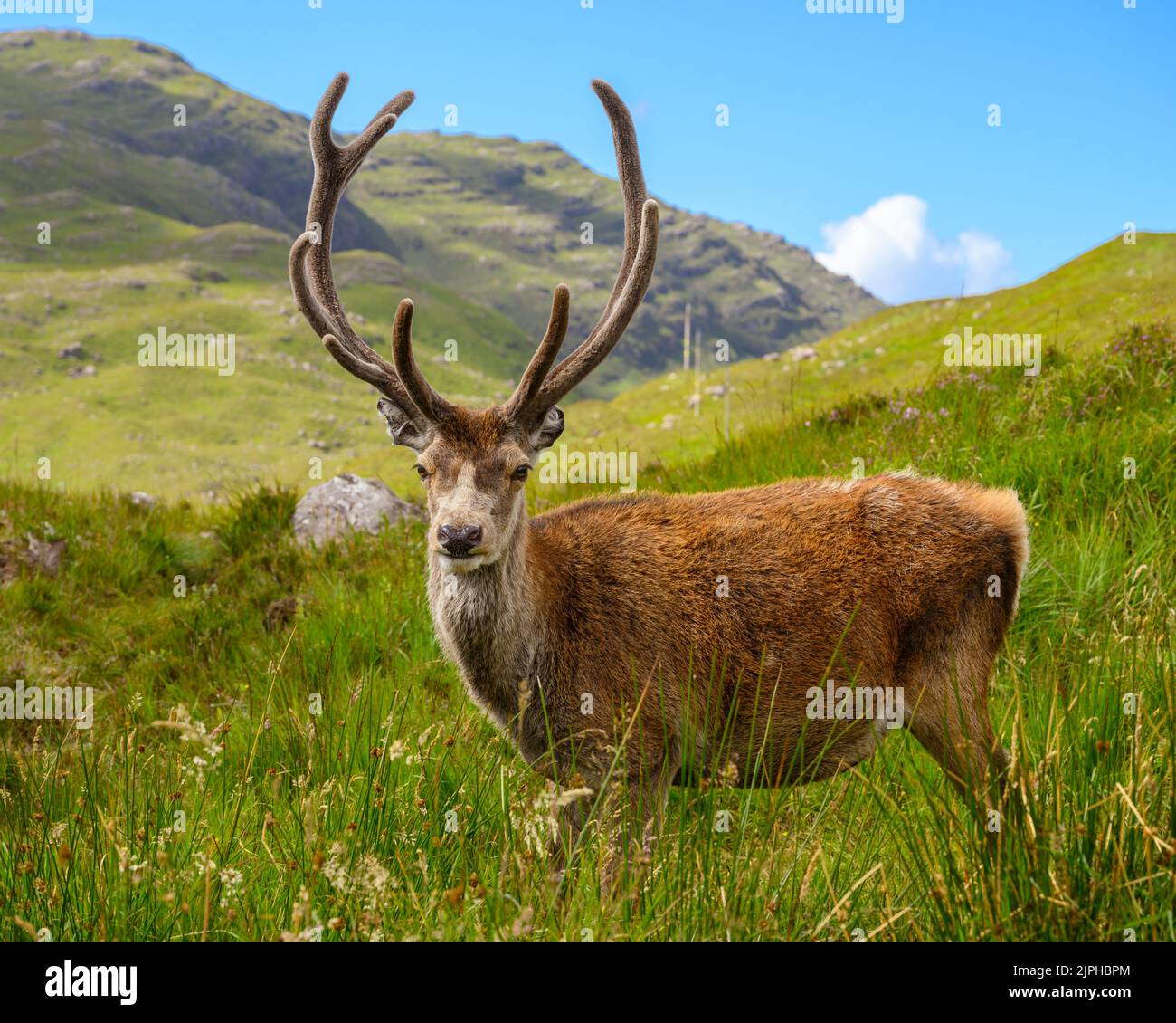Callum è un cervo rosso che vive a Torridon, nelle Highlands scozzesi. Può essere visto appeso spesso intorno ad un parcheggio. Foto Stock
