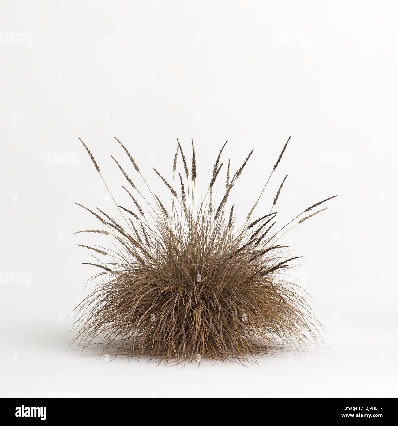3D illustrazione dell'erba di Muhlenbergia rigens isolata su terreno di cachground bianco Foto Stock