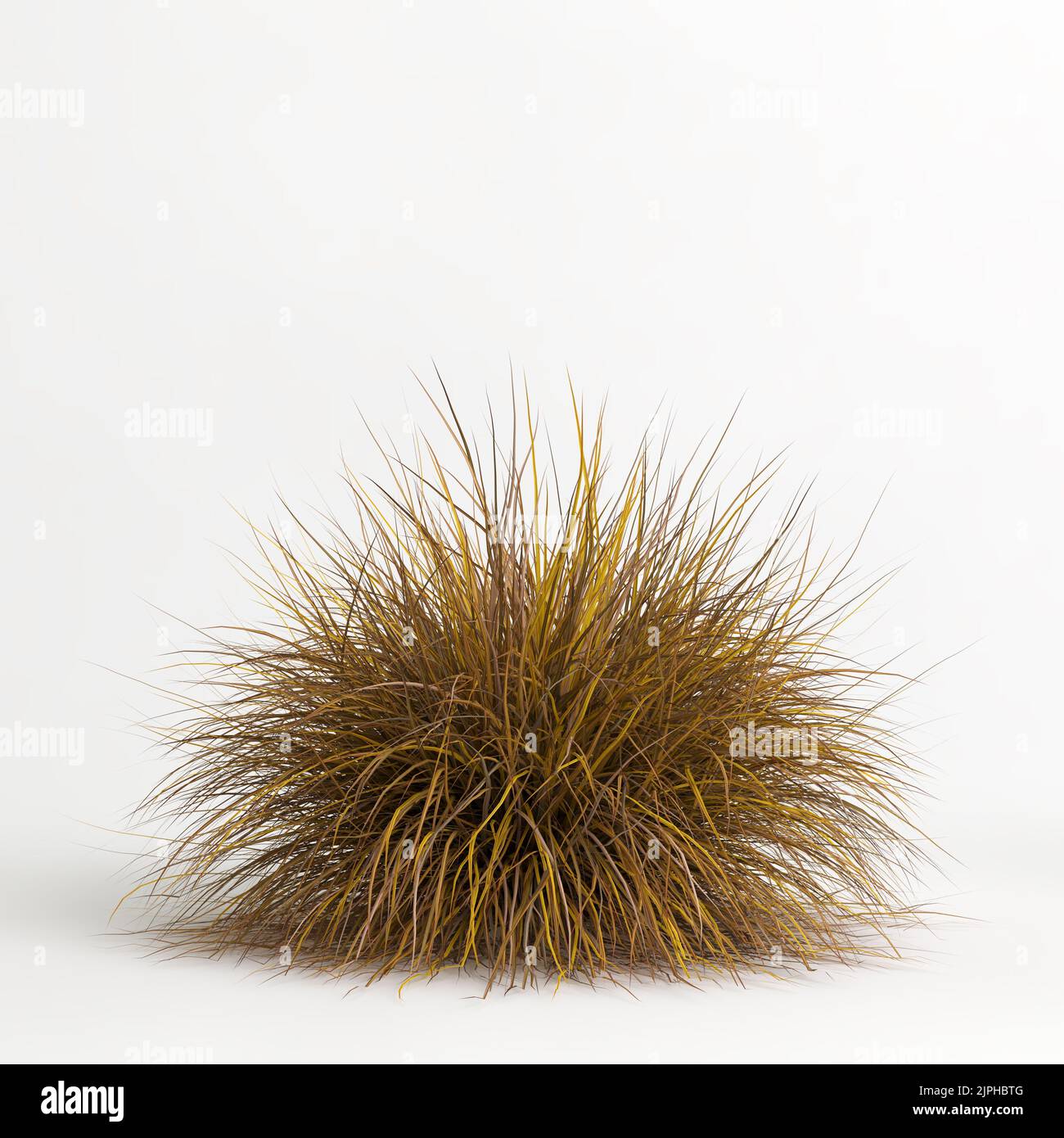 3D illustrazione dell'erba di Muhlenbergia rigens isolata su terreno di cachground bianco Foto Stock