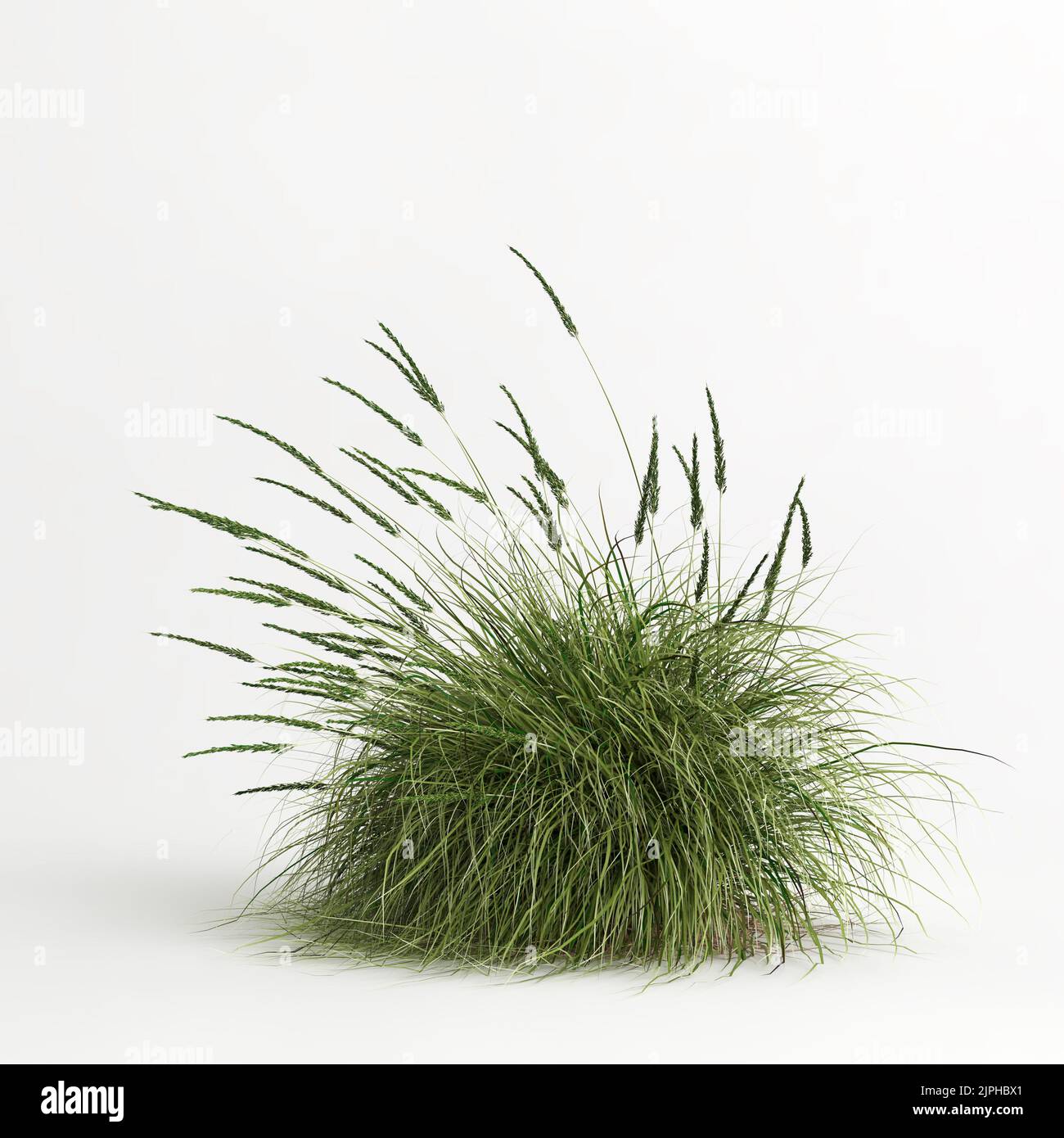 3D illustrazione dell'erba di Muhlenbergia rigens isolata su terreno di cachground bianco Foto Stock