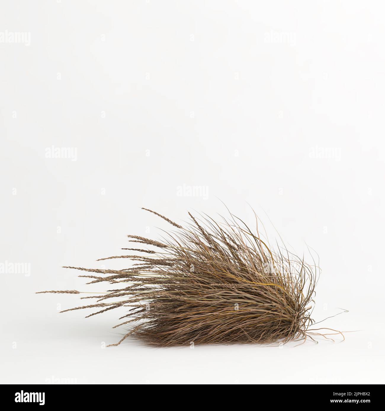 3D illustrazione dell'erba di Muhlenbergia rigens isolata su terreno di cachground bianco Foto Stock