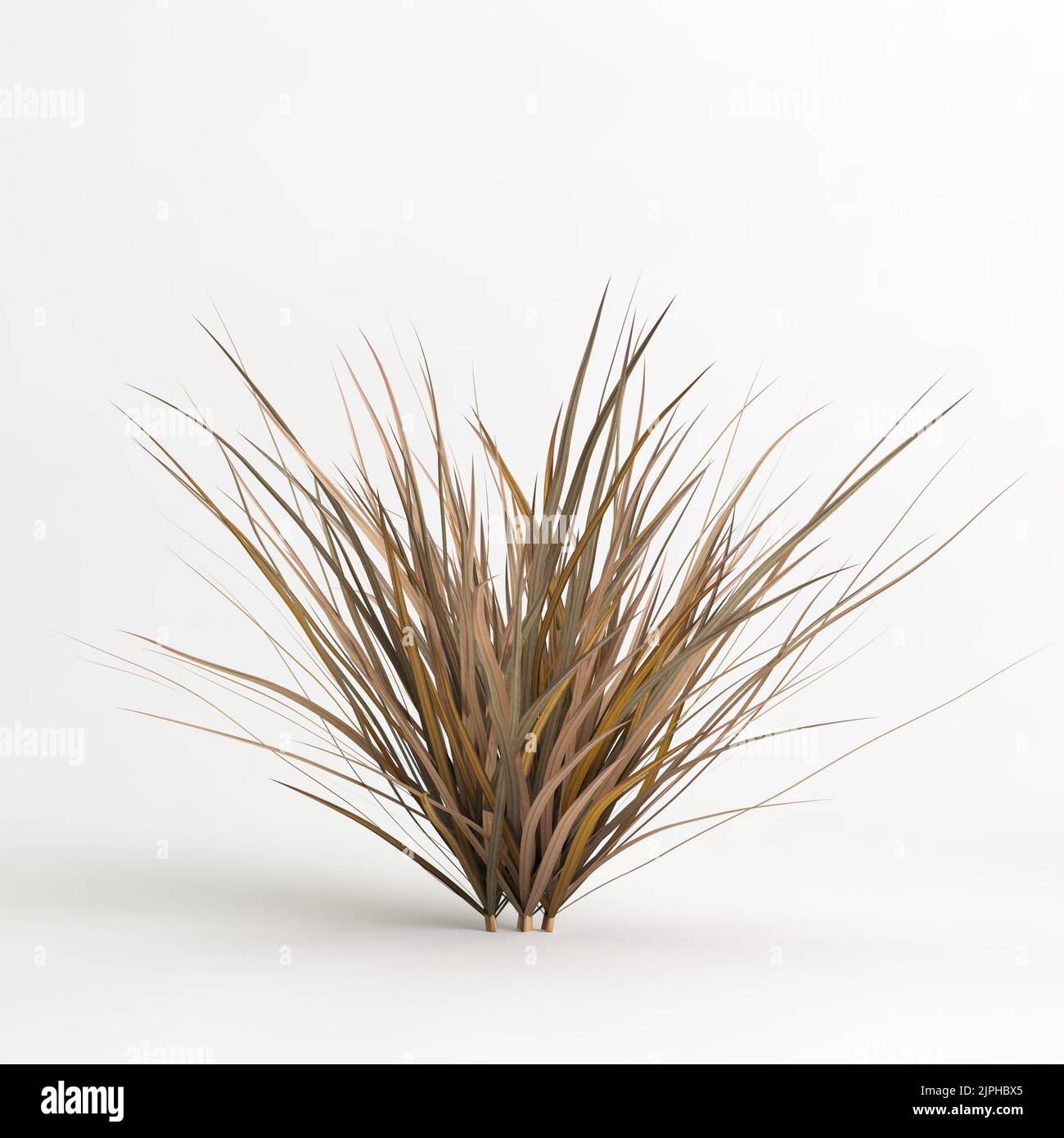 3D illustrazione dell'erba di Muhlenbergia rigens isolata su terreno di cachground bianco Foto Stock