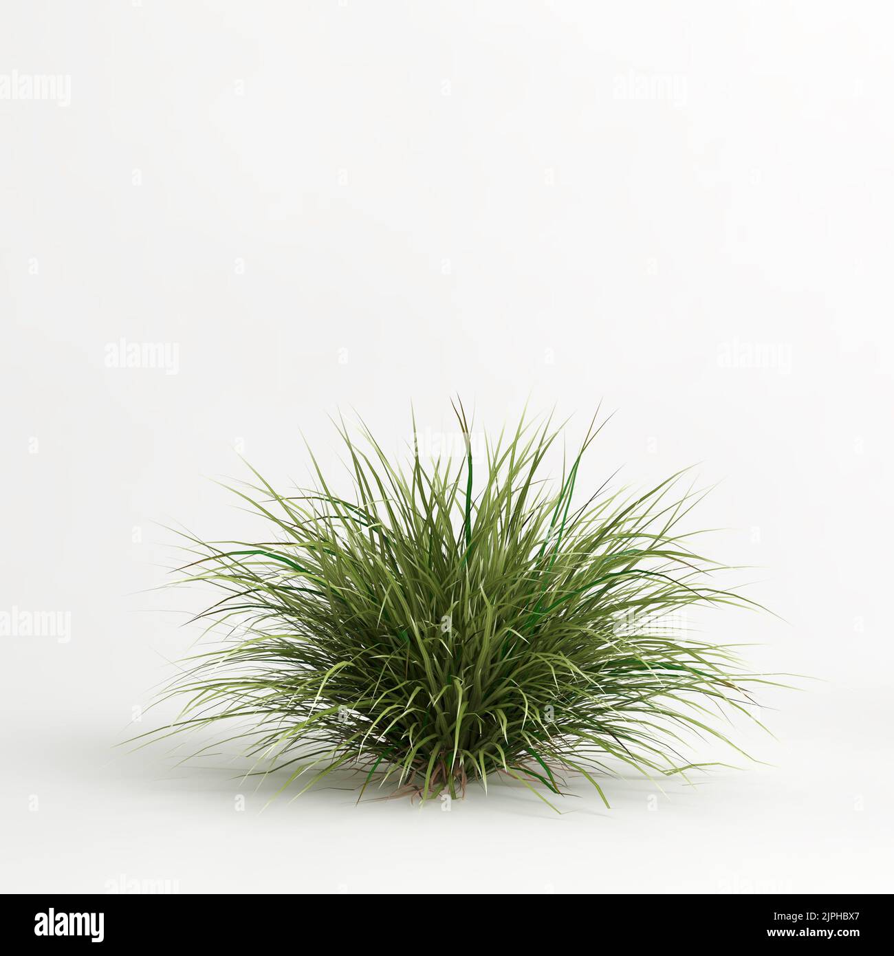 3D illustrazione dell'erba di Muhlenbergia rigens isolata su terreno di cachground bianco Foto Stock