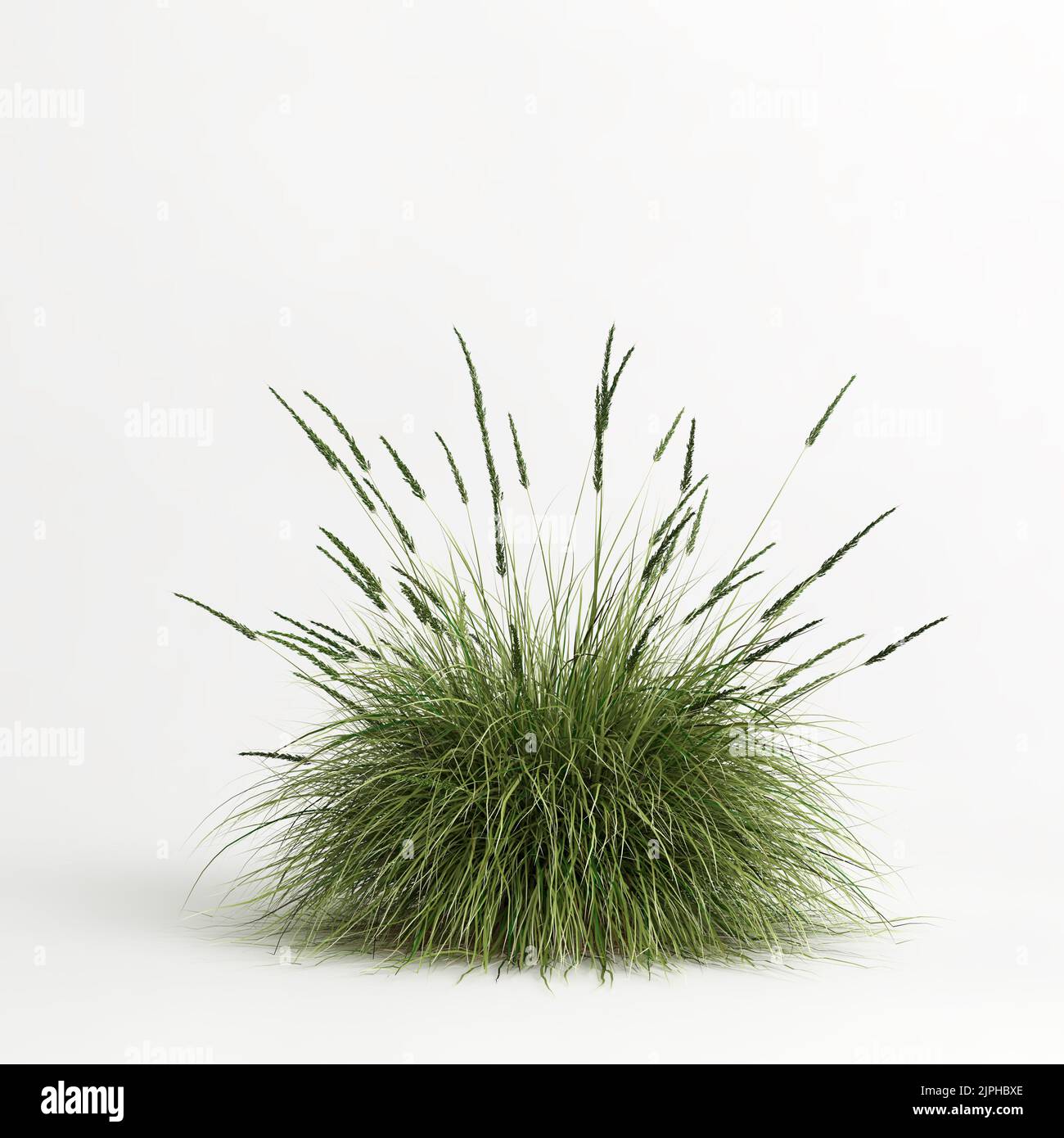 3D illustrazione dell'erba di Muhlenbergia rigens isolata su terreno di cachground bianco Foto Stock