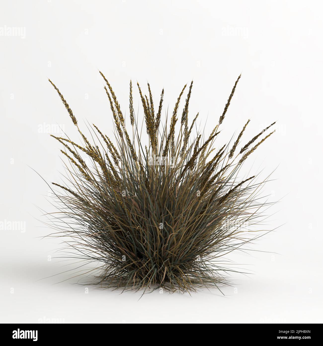 3D illustrazione dell'erba di Muhlenbergia rigens isolata su terreno di cachground bianco Foto Stock