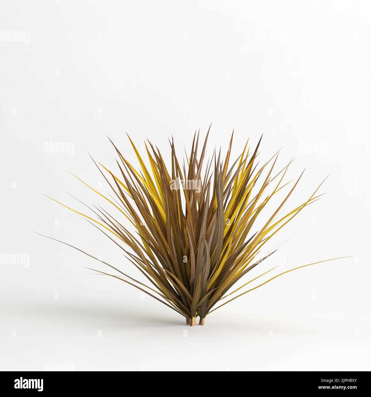 3D illustrazione dell'erba di Muhlenbergia rigens isolata su terreno di cachground bianco Foto Stock