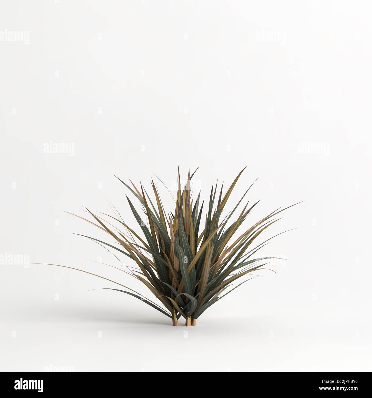 3D illustrazione dell'erba di Muhlenbergia rigens isolata su terreno di cachground bianco Foto Stock