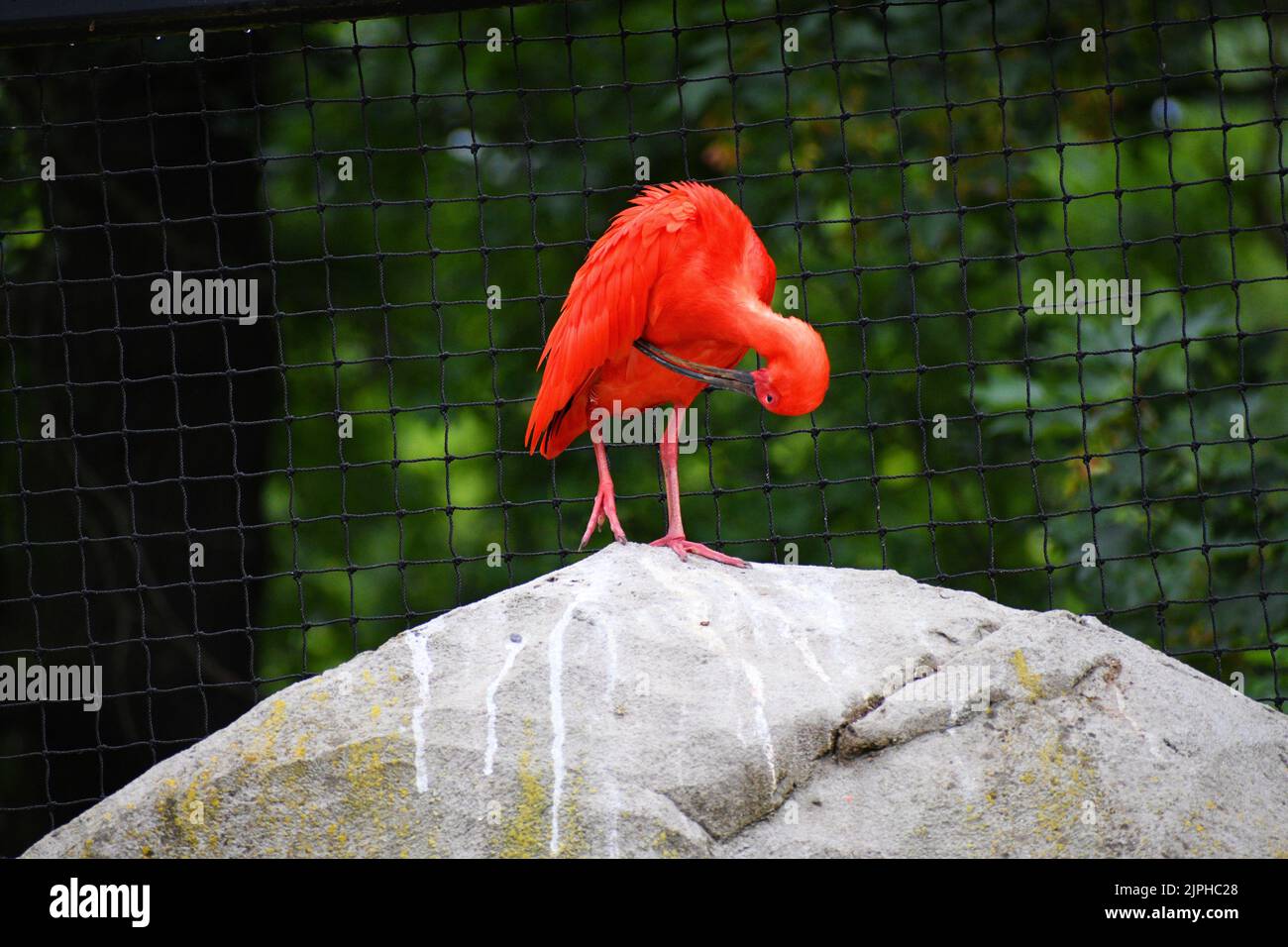 Elegante uccello arancio lungo becco Foto Stock