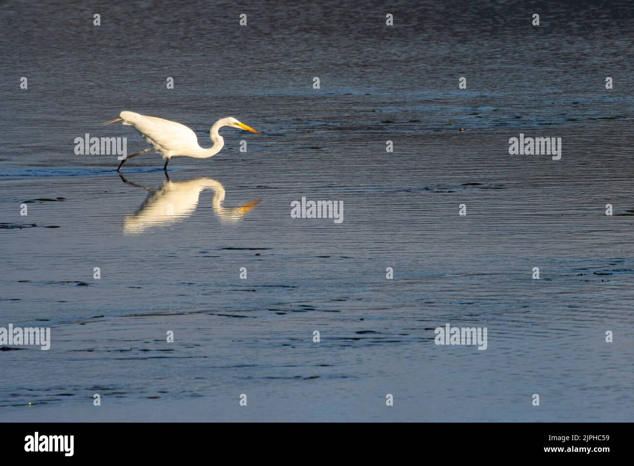 Great egret (Ardea alba) a North Slough, Oregon Dunes National Recreation Area, Siuslaw National Forest, Oregon Foto Stock