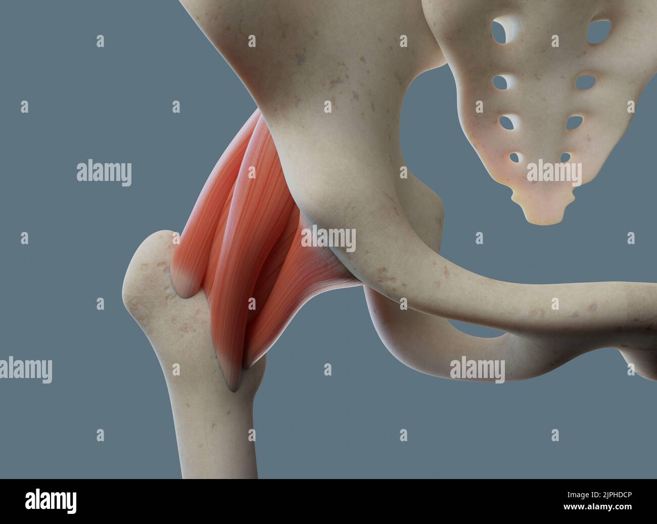 Anatomia dell'articolazione dell'anca, compresi legamenti e ossa. Vista anteriore. Foto Stock