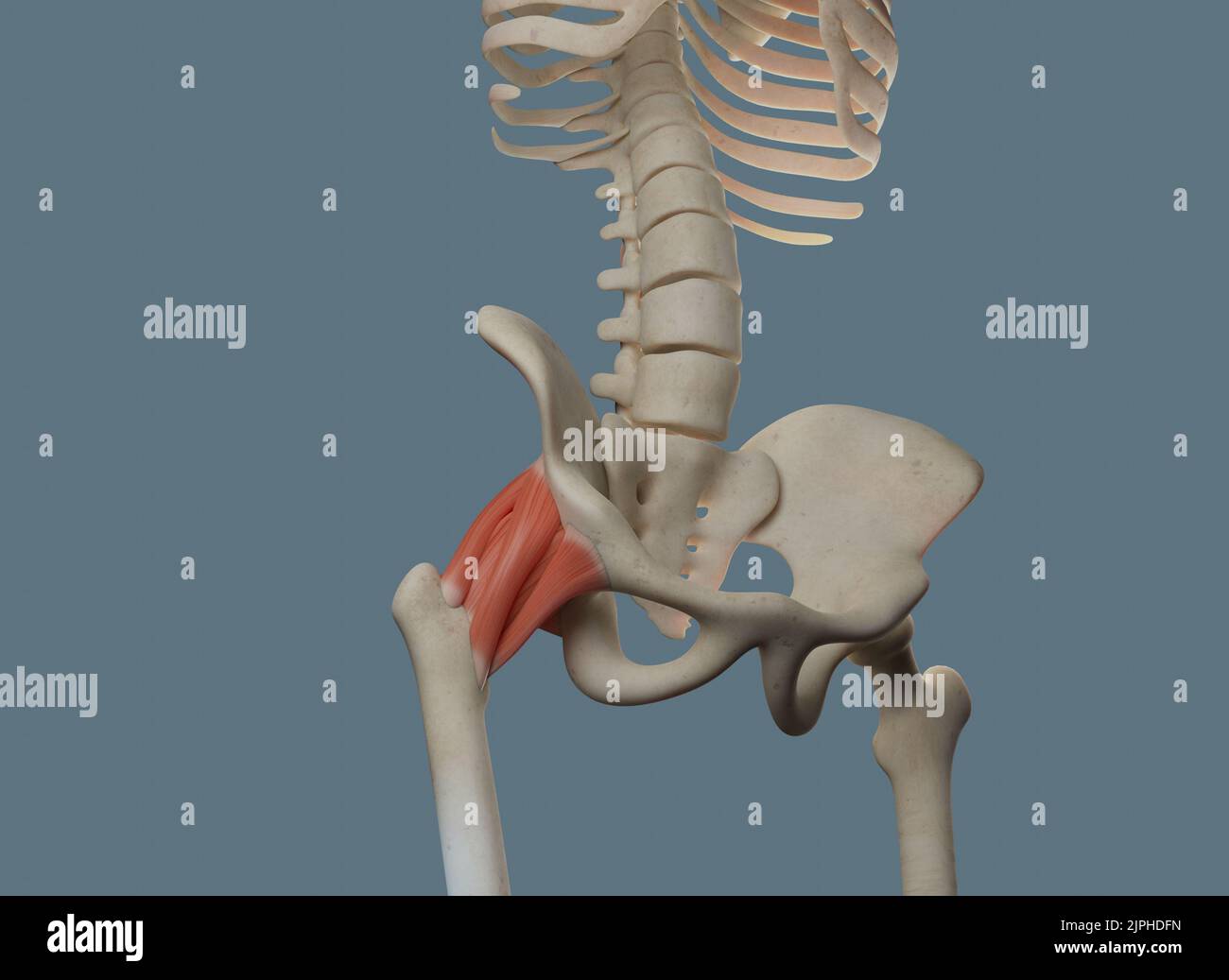 Anatomia dell'articolazione dell'anca, compresi legamenti e ossa. Vista anteriore. Foto Stock