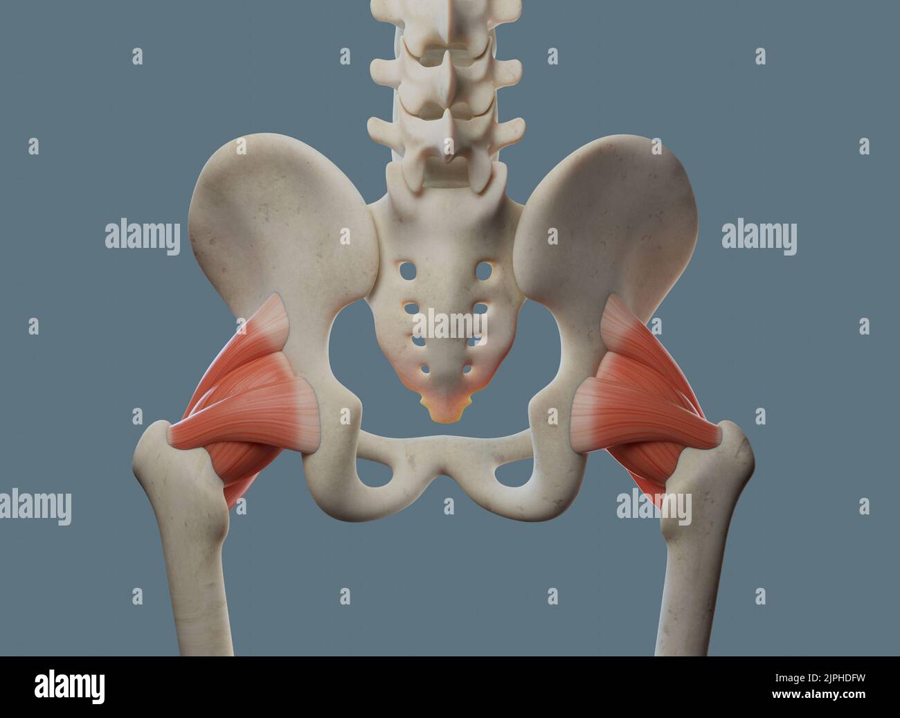 Anatomia dell'articolazione dell'anca, compresi legamenti e ossa. Vista posteriore. Foto Stock