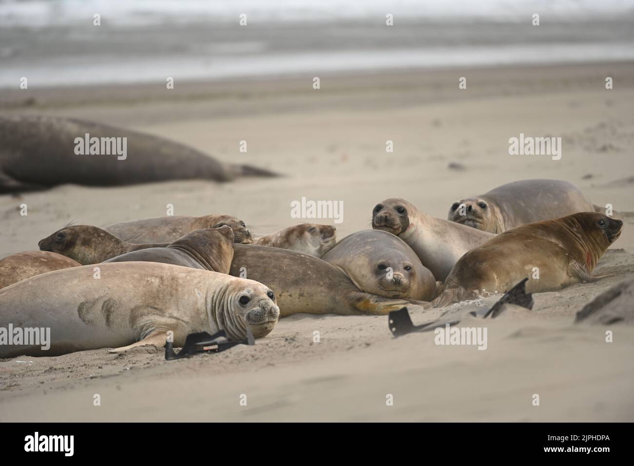 Chubut, Argentina. 05th ago, 2022. Le foche degli elefanti (Mirounga) si trovano accanto alle casse di plastica sulla spiaggia. Secondo un rapporto dell'OCSE del 2022, le quantità di rifiuti di plastica sono raddoppiate in due decenni. Credit: Maxi Jonas/dpa/Alamy Live News Foto Stock