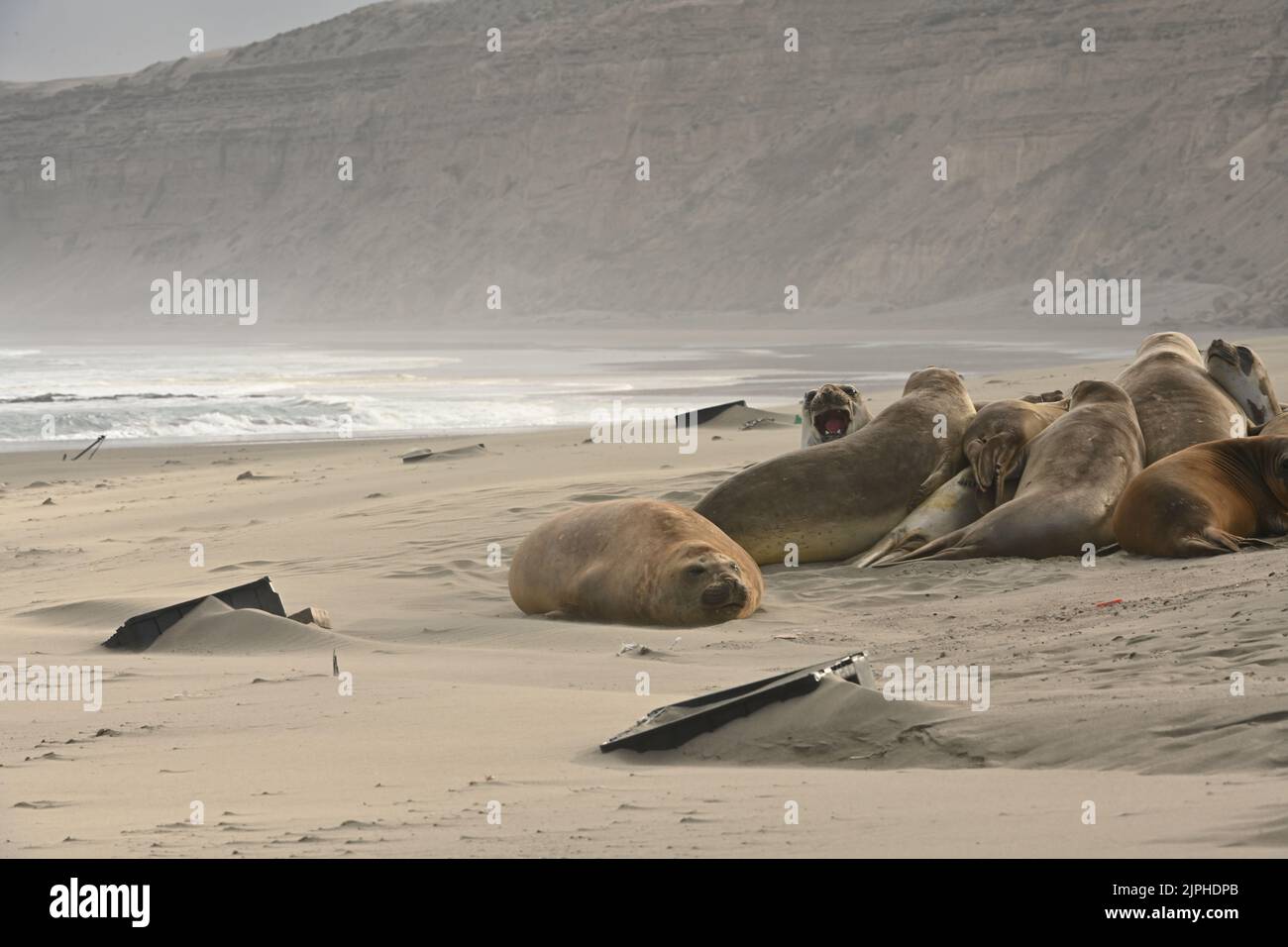 Chubut, Argentina. 05th ago, 2022. Le foche degli elefanti (Mirounga) si trovano accanto alle casse di plastica sulla spiaggia. Secondo un rapporto dell’OCSE, la quantità di rifiuti di plastica nel 2022 sarà due volte superiore a due decenni fa. Credit: Maxi Jonas/dpa/Alamy Live News Foto Stock