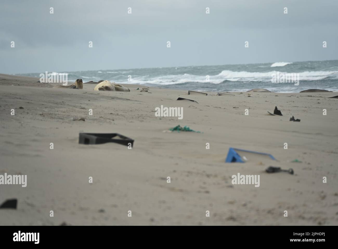 Chubut, Argentina. 05th ago, 2022. Le foche degli elefanti (Mirounga) si trovano accanto alle casse di plastica sulla spiaggia. Secondo un rapporto dell’OCSE, la quantità di rifiuti di plastica nel 2022 sarà due volte superiore a due decenni fa. Credit: Maxi Jonas/dpa/Alamy Live News Foto Stock