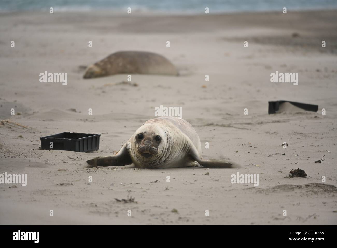 Chubut, Argentina. 05th ago, 2022. Un giovane sigillo di elefante (Mirounga) si trova accanto alle casse di plastica sulla spiaggia. Secondo un rapporto dell'OCSE del 2022, le quantità di rifiuti di plastica sono raddoppiate in due decenni. Credit: Maxi Jonas/dpa/Alamy Live News Foto Stock