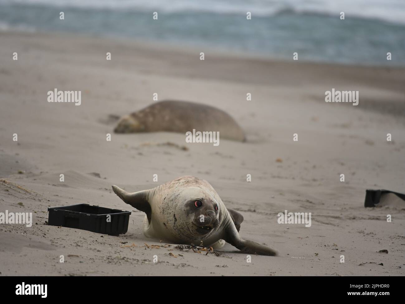 Chubut, Argentina. 05th ago, 2022. Un giovane sigillo di elefante (Mirounga) si trova accanto alle casse di plastica sulla spiaggia. Secondo un rapporto dell’OCSE, la quantità di rifiuti di plastica nel 2022 sarà due volte superiore a due decenni fa. Credit: Maxi Jonas/dpa/Alamy Live News Foto Stock