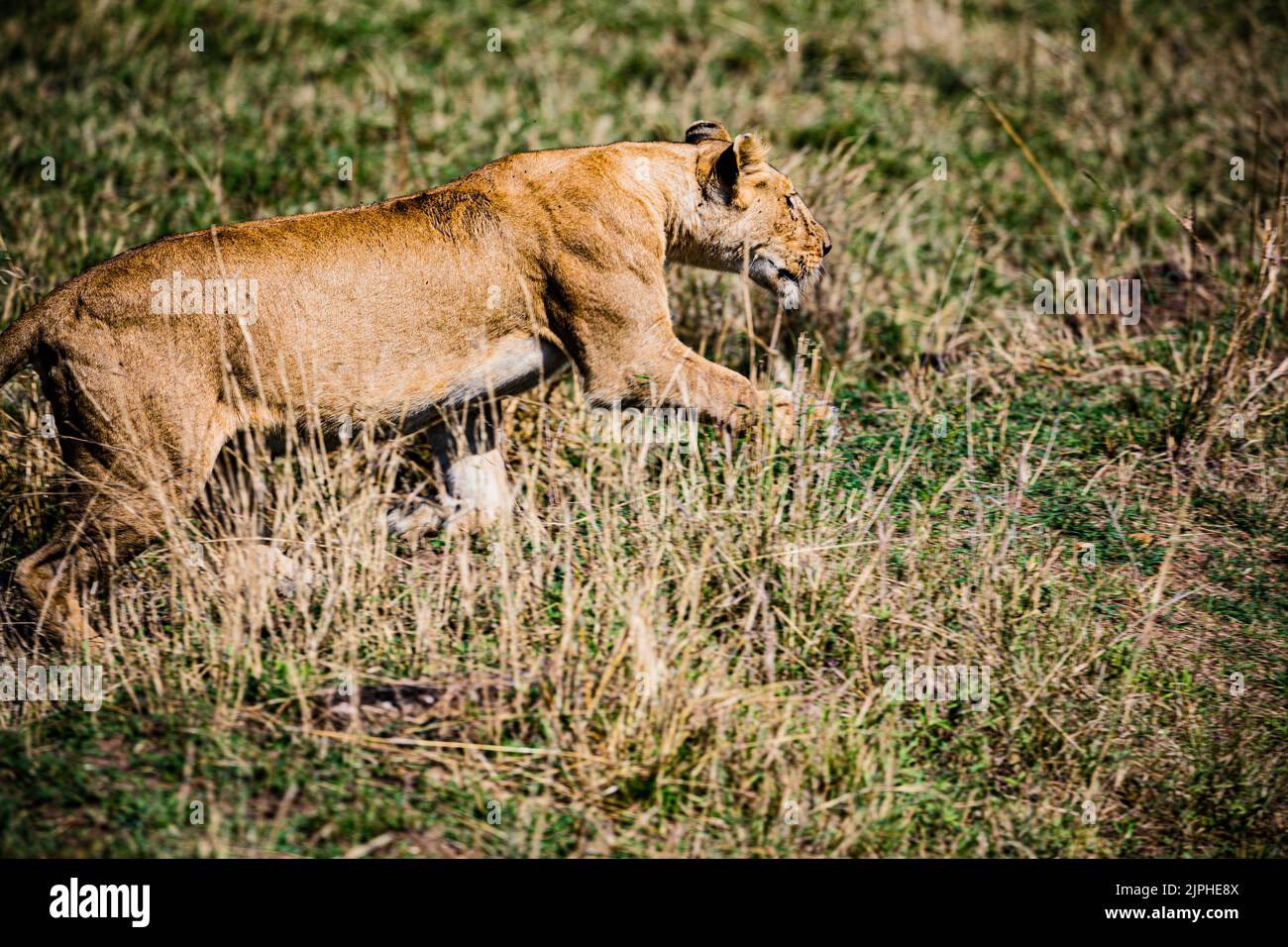 il leone è un grande gatto del genere Panthera, originario dell'Africa e dell'India. Ha un corpo muscoloso, ampio, una testa corta e arrotondata; orecchie rotonde; e. Foto Stock