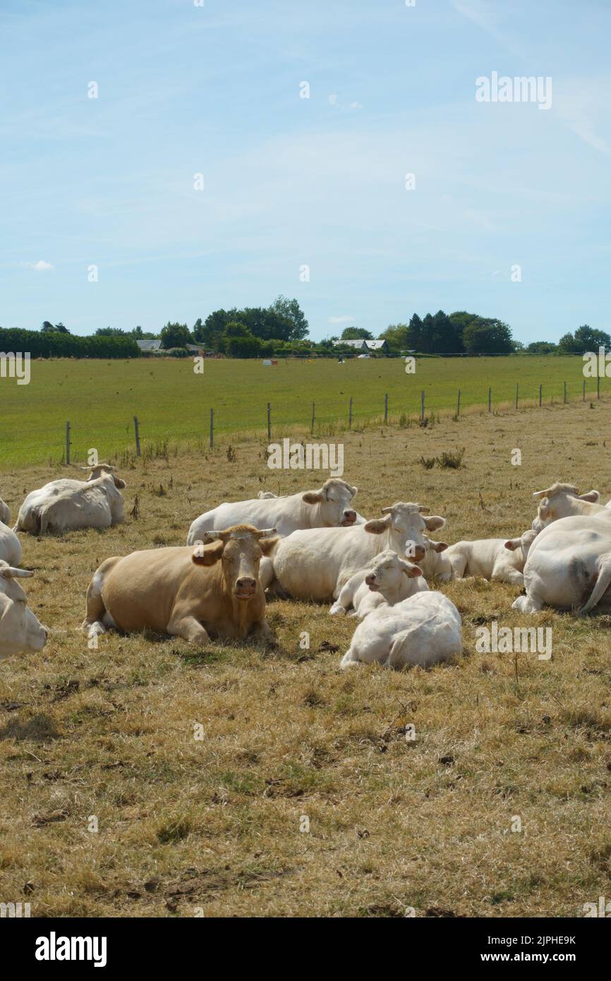 Immagine delle mucche giacenti su un pascolo verde e giallo Foto Stock