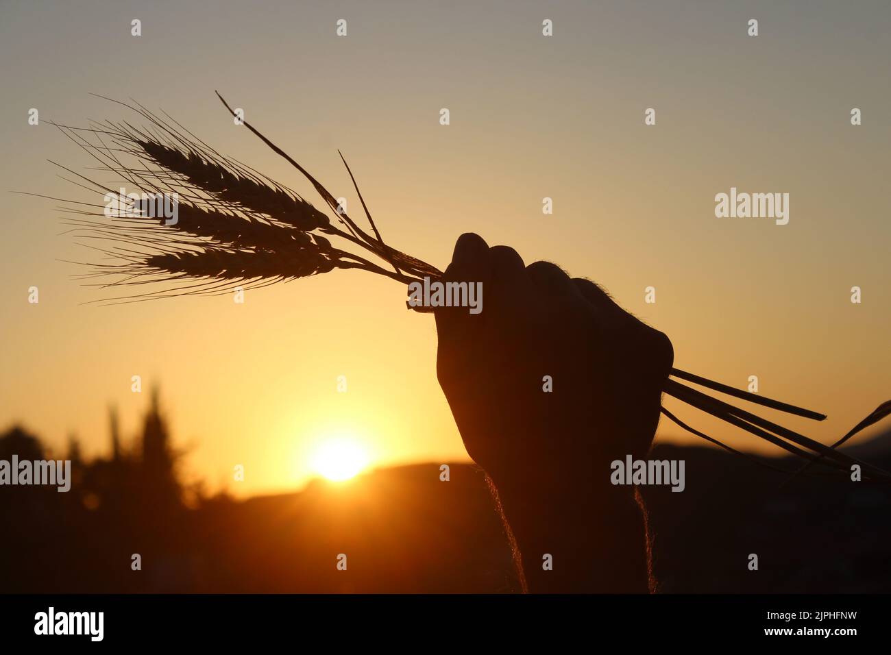 Silhouette dell'uomo che tiene orecchie di grano sotto il tramonto. Concetto di crisi alimentare idea. Foto Stock