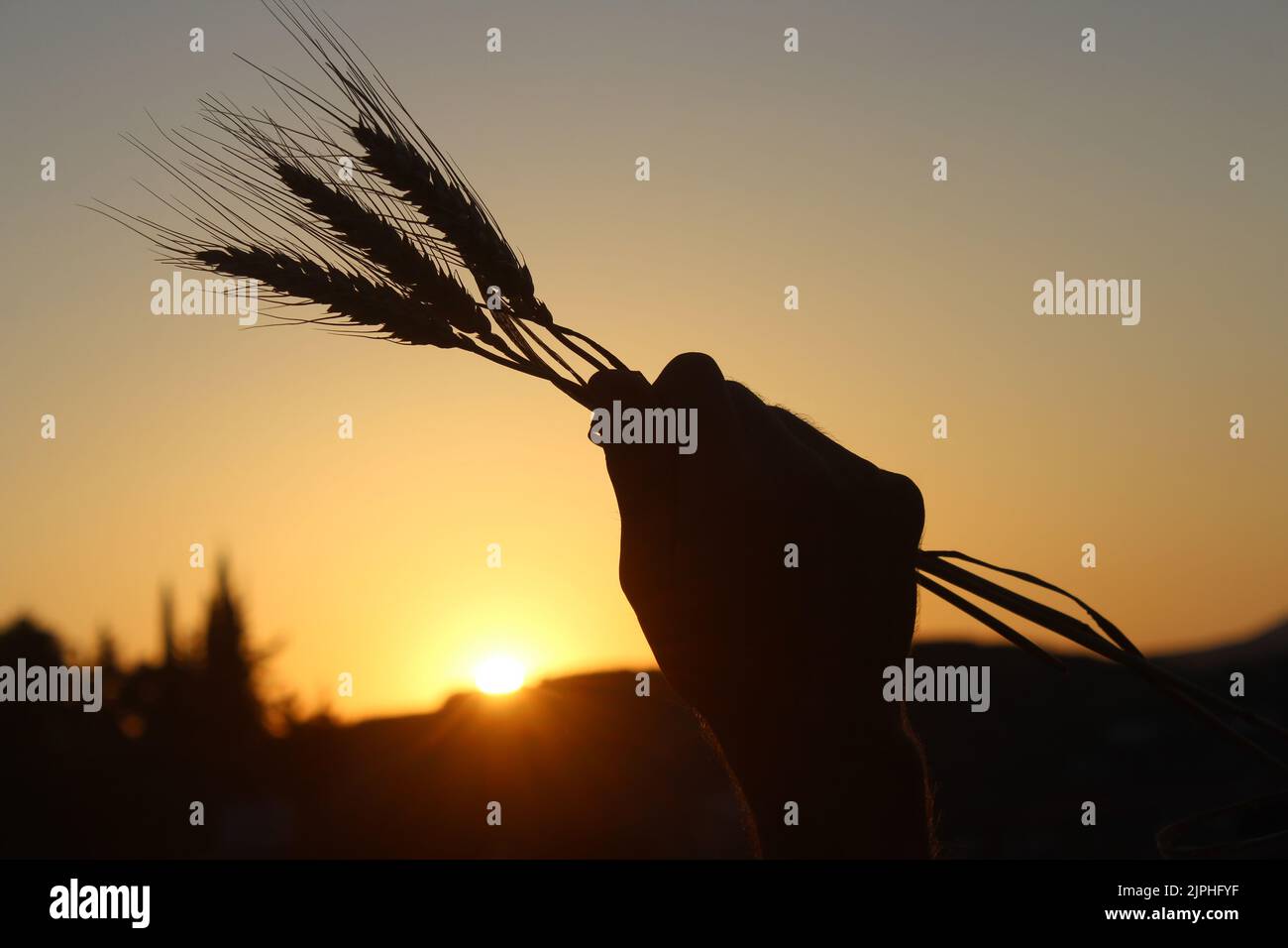 Silhouette dell'uomo che tiene orecchie di grano sotto il tramonto. Concetto di crisi alimentare idea. Foto Stock