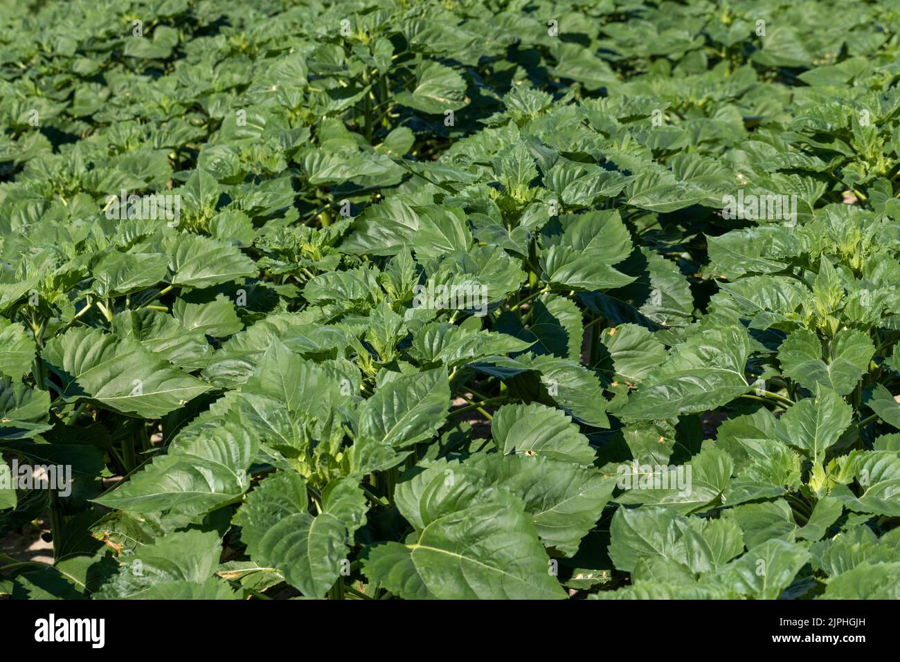 giovani piante di girasole nel campo , piccoli germogli di girasole freschi nel campo in estate Foto Stock