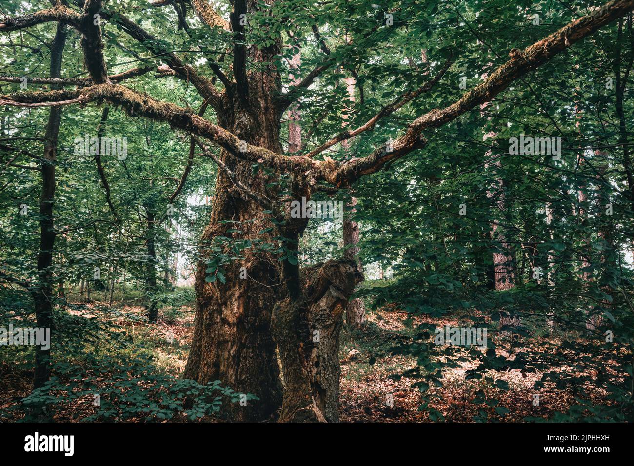 Il diavolo kashubiano nella foresta oscura Foto Stock