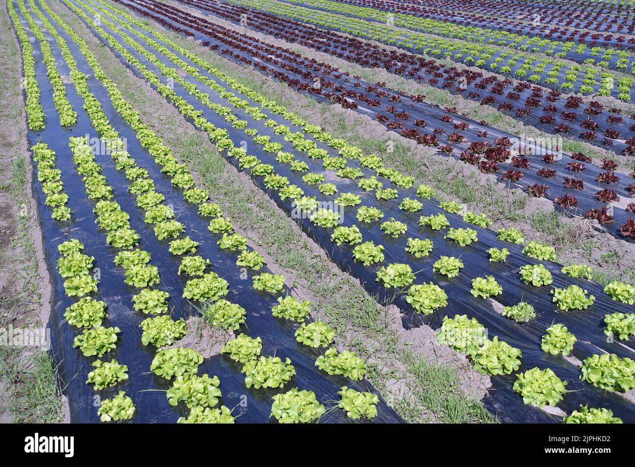 insalata, annesso, campo insalata, basso contenuto di grassi, insalate, annessi, campi per insalate Foto Stock