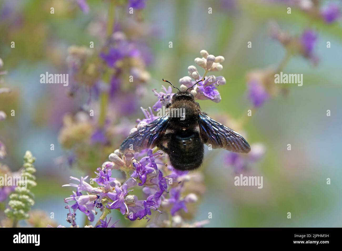 ape di falegname viola, xilocopa violacea Foto Stock