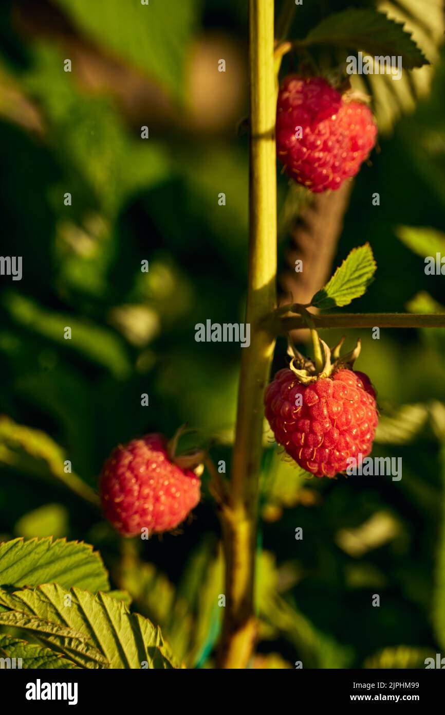 Primo piano verticale una bacca di lampone al sole del mattino con uno sfondo sfocato Foto Stock