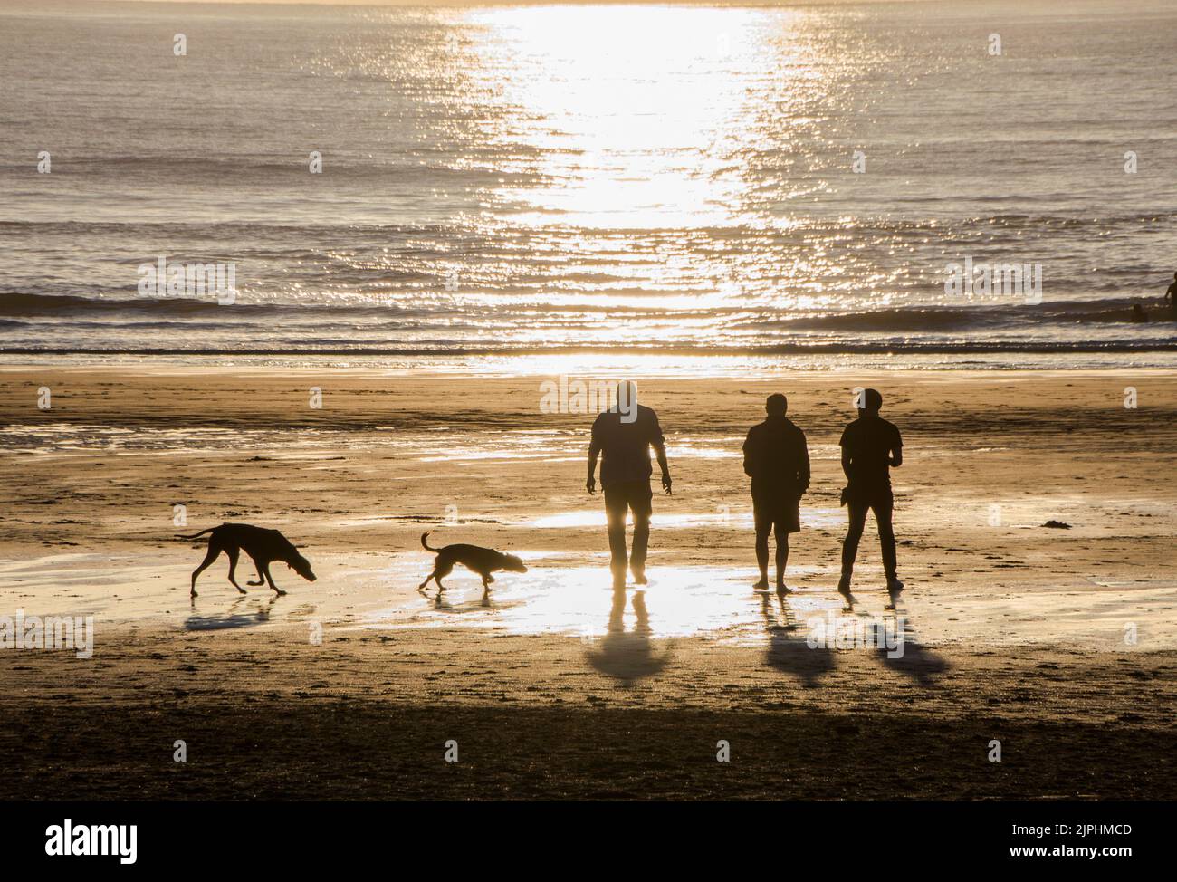 Tre amici che camminano i loro cani al tramonto vicino al mare in Croyde Bay Inghilterra Foto Stock