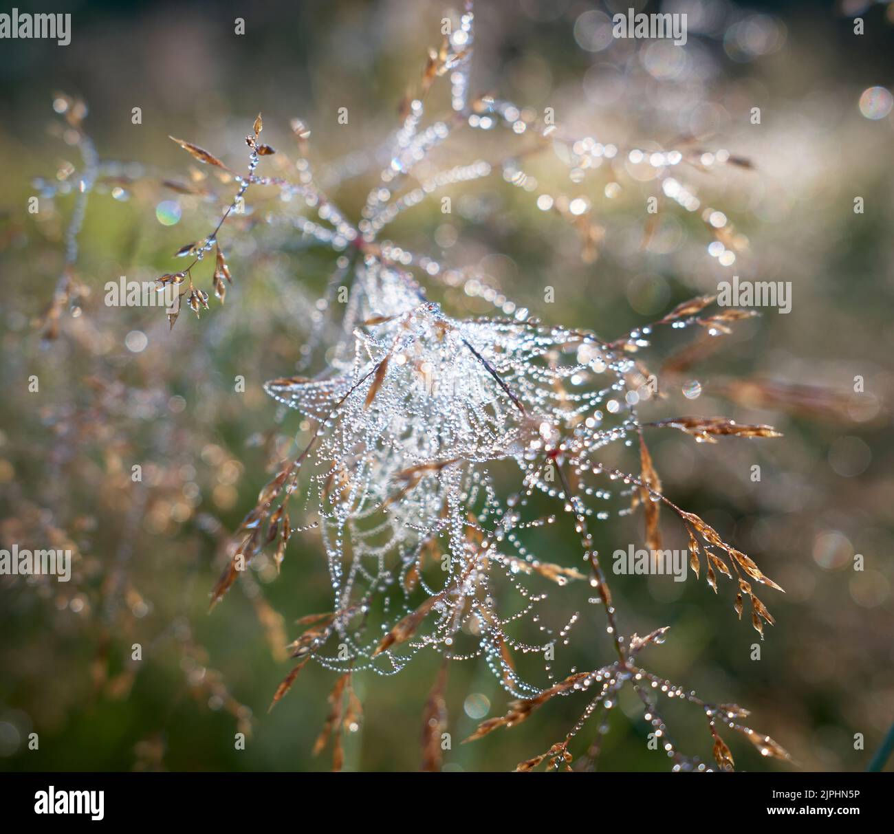 Gocce di rugiada sul ragnatela in closeup estremo Foto Stock