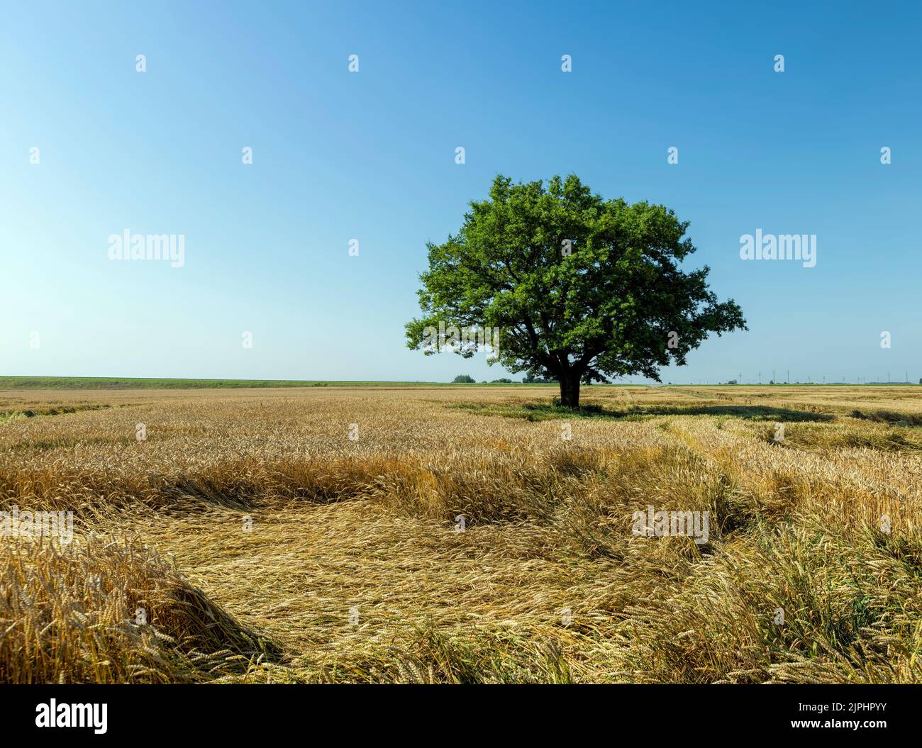 Crescere in un campo con grano, una sola quercia con fogliame verde, una quercia che cresce in un campo con cereali maturi in estate Foto Stock