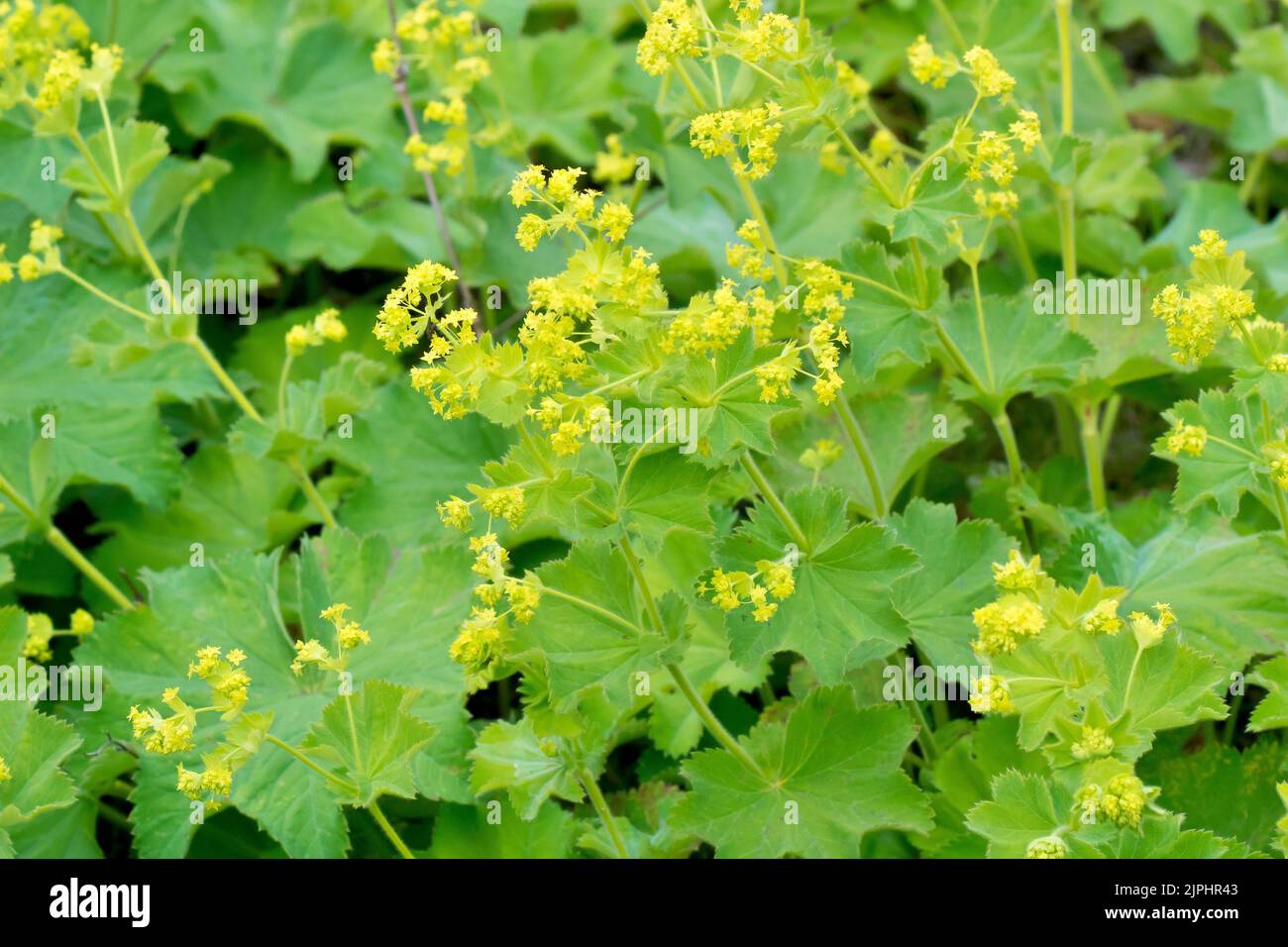 Manto di Lady (alchemilla vulgaris), vicino alla pianta erbosa comune che mostra i piccoli fiori giallognoli e le grandi foglie a forma di ventaglio. Foto Stock
