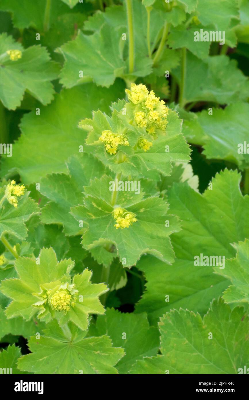 Manto di Lady (alchemilla vulgaris), vicino alla pianta erbosa comune che mostra i piccoli fiori giallognoli e le grandi foglie a forma di ventaglio. Foto Stock