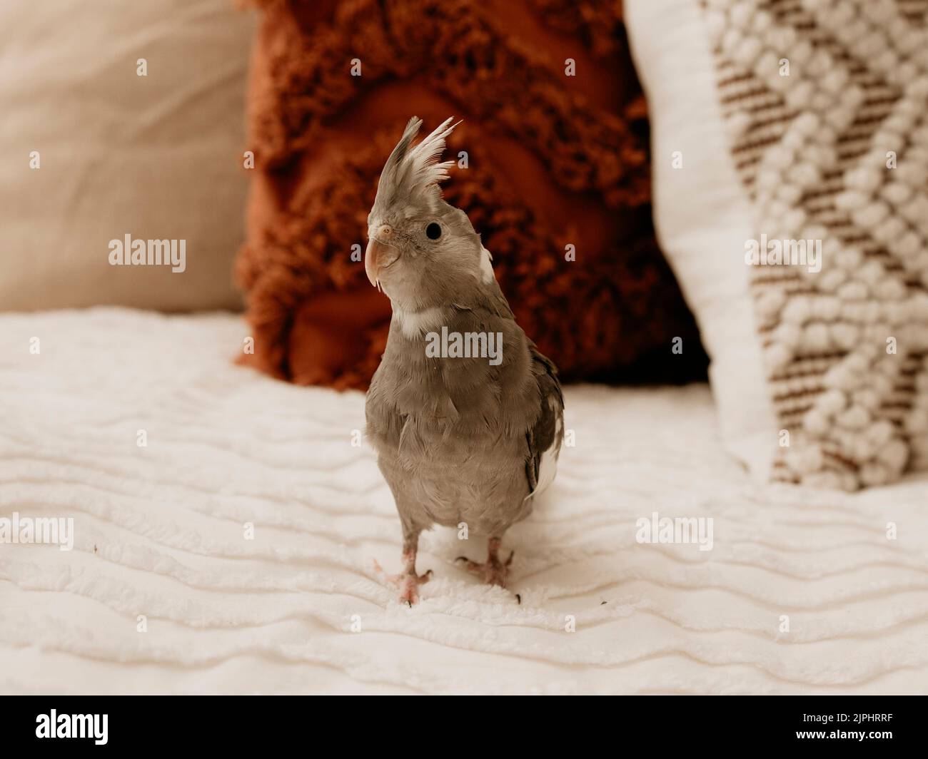 Un primo piano di un cockatiel dalla testa grigia seduto su un letto Foto Stock